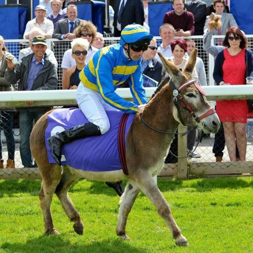 Donkey-Derbys1