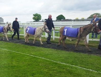 Donkey-Derby4